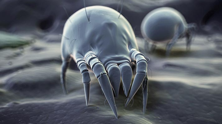 Wasserbetten: wenig Chancen für Milben